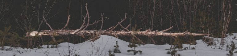 Mehr über den Artikel erfahren SAD – Die saisonale Depression